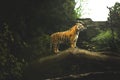 Tiger standing on the branch - jungle animal in the zoo