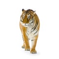 Tiger standing up Royalty Free Stock Photo