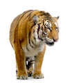 Tiger standing up Royalty Free Stock Photo