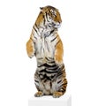 Tiger standing up Royalty Free Stock Photo