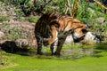 Tiger standing in water, shaking his paw Royalty Free Stock Photo