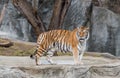 Tiger Standing at the Zoo Royalty Free Stock Photo