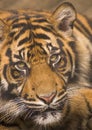 Tiger Stare Royalty Free Stock Photo