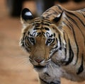 Tiger stare his prey bandhavgarh national park tiger reserve mp Royalty Free Stock Photo