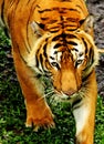 Tiger stare Royalty Free Stock Photo