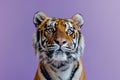 A tiger is staring at the camera with its eyes wide open Royalty Free Stock Photo