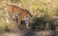 Tiger staring at Jungle safari jeep Bandipur National Park or Bandipur Tiger Reserve Royalty Free Stock Photo