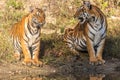 Tiger and its cubs staring at Jungle safari jeep Bandipur National Park or Bandipur Tiger Reserve Royalty Free Stock Photo