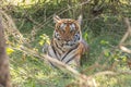 Tiger staring at Jungle safari jeep Bandipur National Park or Bandipur Tiger Reserve Royalty Free Stock Photo