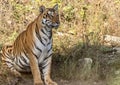 Tiger staring at Jungle safari jeep Bandipur National Park or Bandipur Tiger Reserve Royalty Free Stock Photo