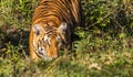 Tiger staring at Jungle safari jeep Bandipur National Park or Bandipur Tiger Reserve Royalty Free Stock Photo