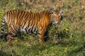 Tiger staring at Jungle safari jeep Bandipur National Park or Bandipur Tiger Reserve