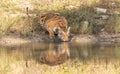Tiger staring at Jungle safari jeep Bandipur National Park or Bandipur Tiger Reserve Royalty Free Stock Photo