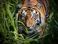 Tiger staring at you Royalty Free Stock Photo