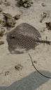 Tiger stingray cought while fishing Royalty Free Stock Photo