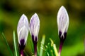 Tiger Stripe Crocus Trio Royalty Free Stock Photo