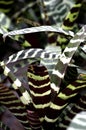 Tiger Striped Bromeliad Royalty Free Stock Photo