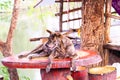 Tiger-striped brown dog is lying sleep in middle on marble table On the background of flowing water canal block Royalty Free Stock Photo