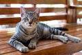 Tiger striped cat Royalty Free Stock Photo