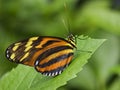 Tiger Striped Longwing Butterfly Royalty Free Stock Photo