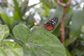 Tiger-striped Longwing (Ismenius Tiger) perched on a leaf Royalty Free Stock Photo