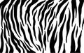 Tiger stripes pattern, animal skin texture, abstract ornament for clothing, fashion safari wallpaper, textile, natural