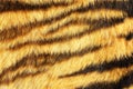 Tiger stripes on real animal leather