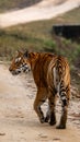 a tiger walking down the road towards the camera lens on its hind legs Royalty Free Stock Photo