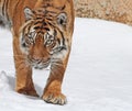 Tiger Royalty Free Stock Photo