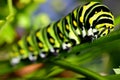 Tiger Swallow Caterpillar