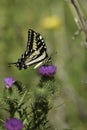 Tiger swallow on a thistle