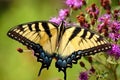 Tiger Swallowtail Royalty Free Stock Photo