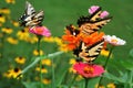 Tiger Swallowtail butterflies flock to bright zinnias