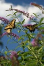 Tiger Swallowtail butterflies flock to this bloomin` bush