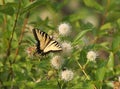 Tiger Swallowtail Butterfly Royalty Free Stock Photo