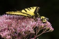 Tiger swallowtail butterfly and bumble bee on same flower Royalty Free Stock Photo