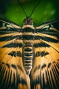 Tiger swallowtail butterfly close up Royalty Free Stock Photo