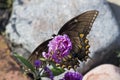 Tiger Swallowtail Butterfly - Dark Female