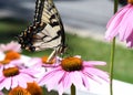 Tiger Swallowtail butterfly feeds on a coneflower