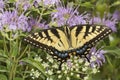 Tiger swallowtail butterfly foraging on lavender bee balm flower