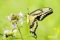 Tiger Swallowtail Butterfly Royalty Free Stock Photo