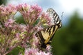 Tiger swallowtail butterfly on Joe Pye Weed in New Hampshire Royalty Free Stock Photo