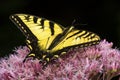 Tiger swallowtail butterfly on Joe Pye Weed in New Hampshire Royalty Free Stock Photo