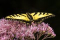 Tiger swallowtail butterfly on Joe Pye Weed in New Hampshire Royalty Free Stock Photo