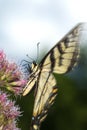 Tiger swallowtail butterfly on Joe Pye Weed in New Hampshire Royalty Free Stock Photo