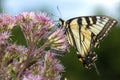 Tiger swallowtail butterfly on Joe Pye Weed in New Hampshire Royalty Free Stock Photo