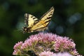 Tiger swallowtail butterfly on Joe Pye Weed in New Hampshire Royalty Free Stock Photo