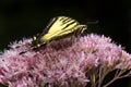 Tiger swallowtail butterfly on Joe Pye Weed in New Hampshire Royalty Free Stock Photo