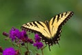 A Tiger Swallowtail Butterfly is landing on Ironweed with Wings Outstretched