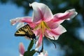Tiger Swallowtail butterfly on large lily blossom